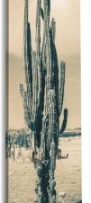 Κάκτος στην έρημο, Φύση, Κρεμάστρες & Καλόγεροι, 45 x 138 εκ.